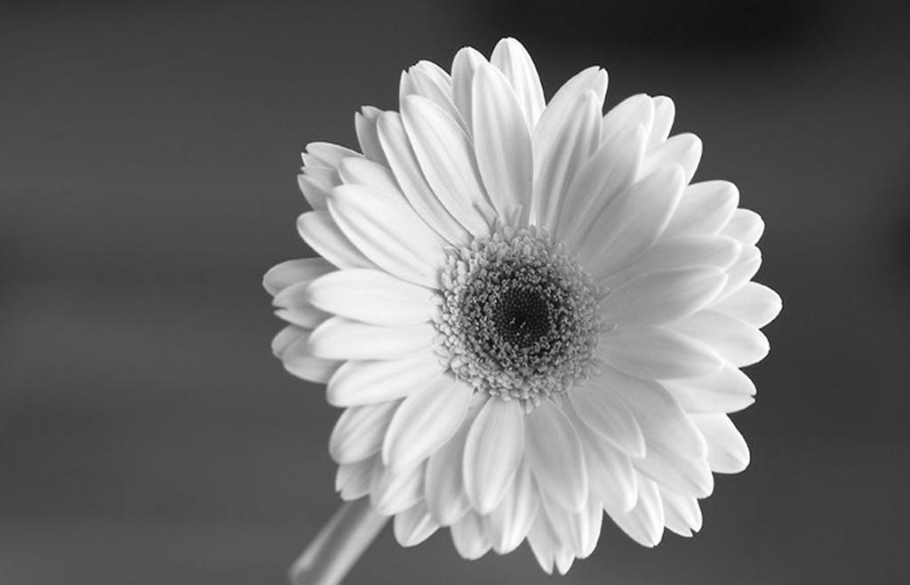 Avatar of user Patricia M. Lachance