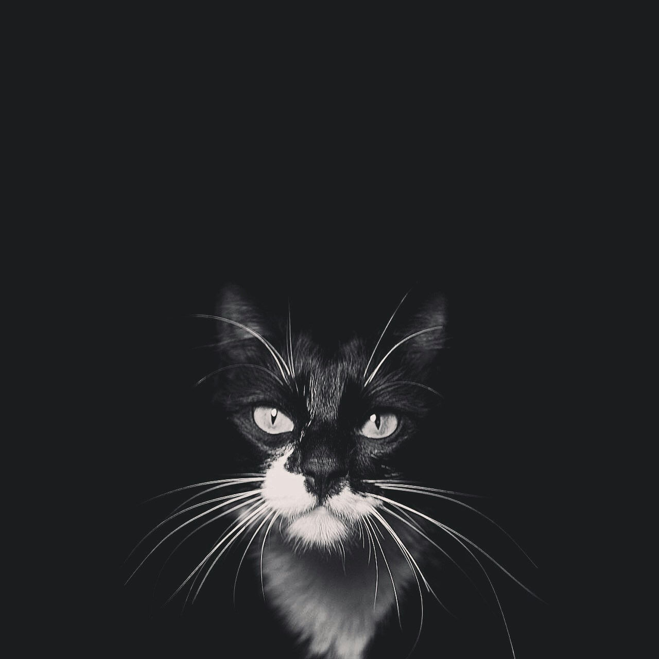 Go to Luku Muffin's profile