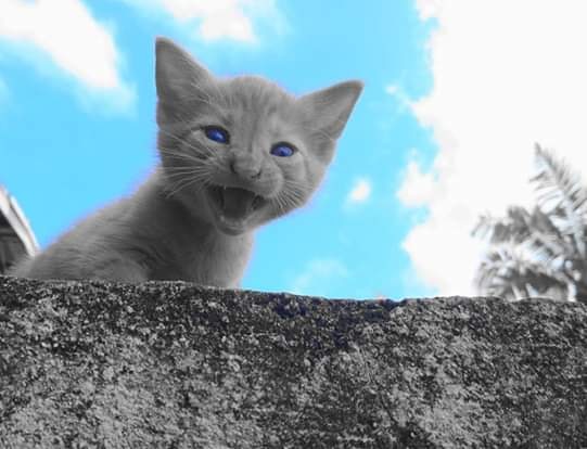 Avatar of user Lewis Ephraim