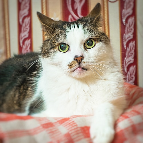 Avatar of user Olga Bi