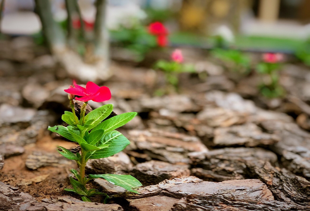 Zum Profil von Rafnex Trent