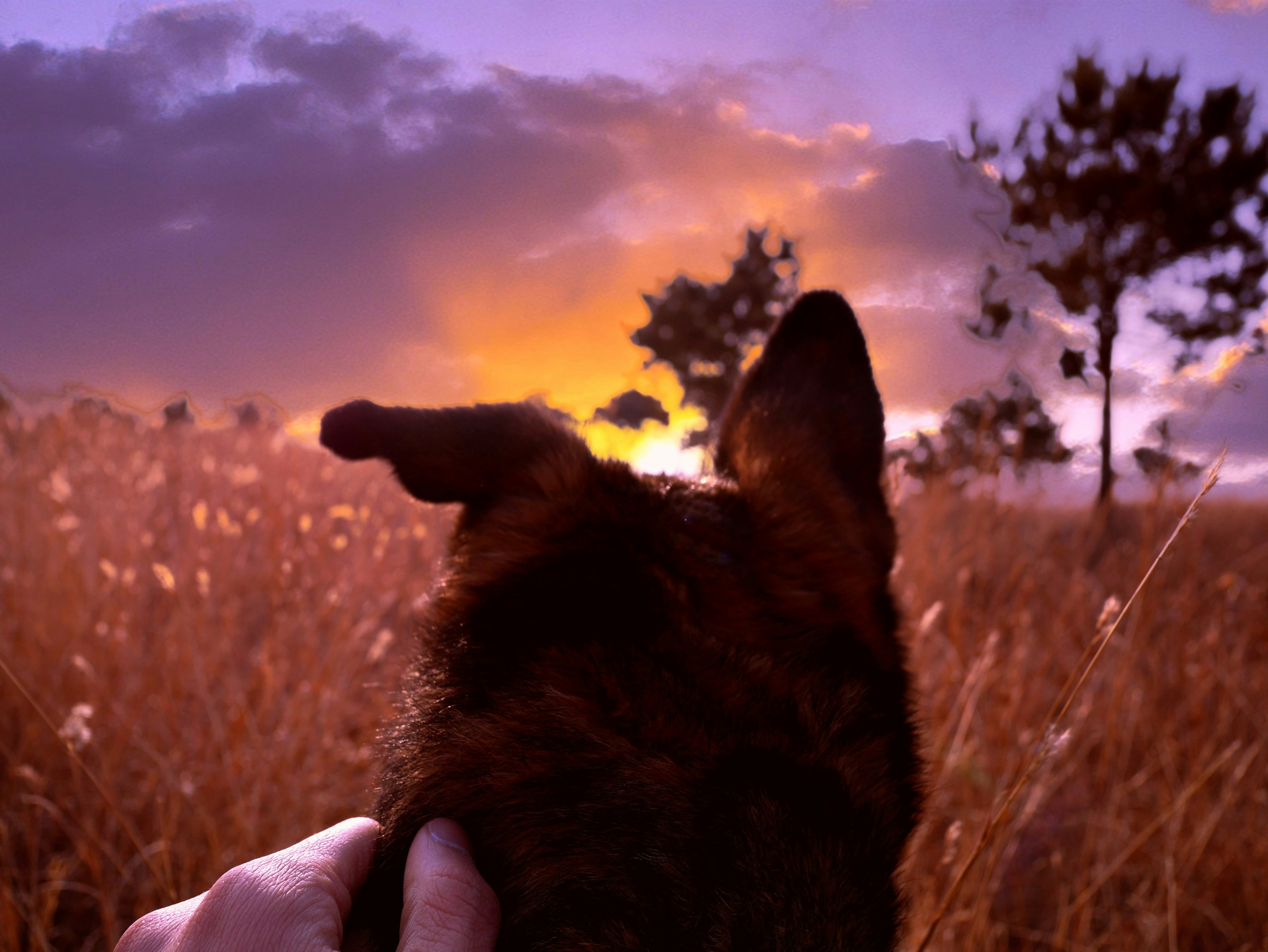 Unsplash profile picture for @bobcat