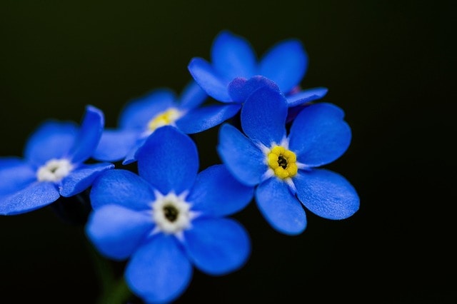 Go to Diana Roberts's profile