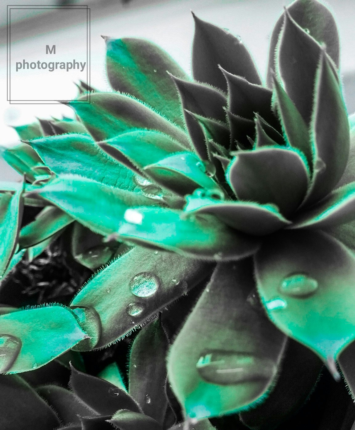 Ve al perfil de Medina Spahić