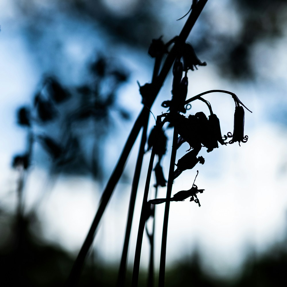 Accéder au profil de Paul Wickens