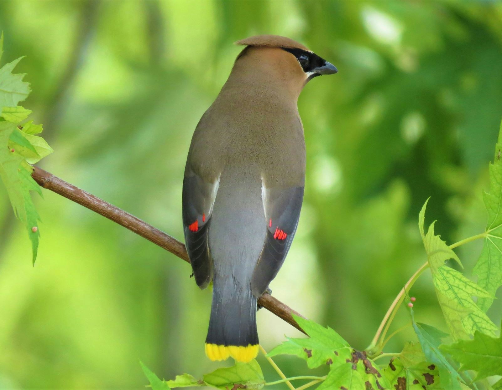 Go to Christina Brinza's profile