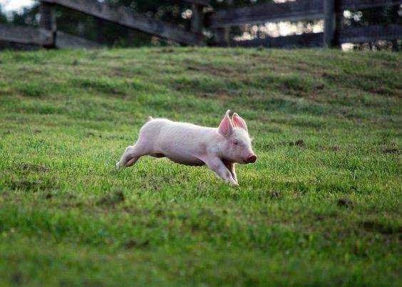 Go to Michael Falcon's profile