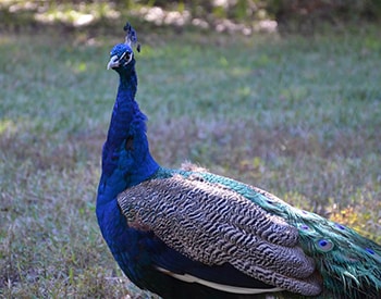 Go to Chaotic Toejam's profile