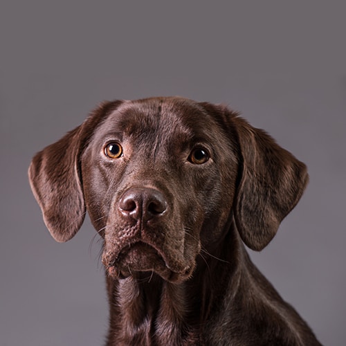 Go to Nikki Laing's profile