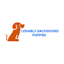 Avatar of user Lovable dachshund puppies