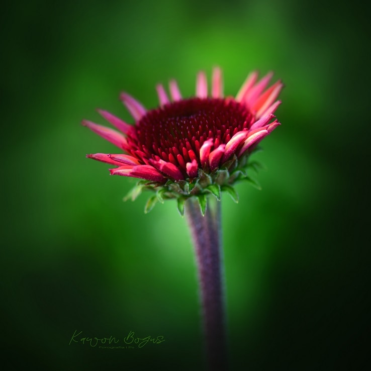 Go to BOGUSŁAW NOWAK's profile