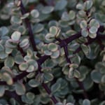 Avatar of user Crassula Care