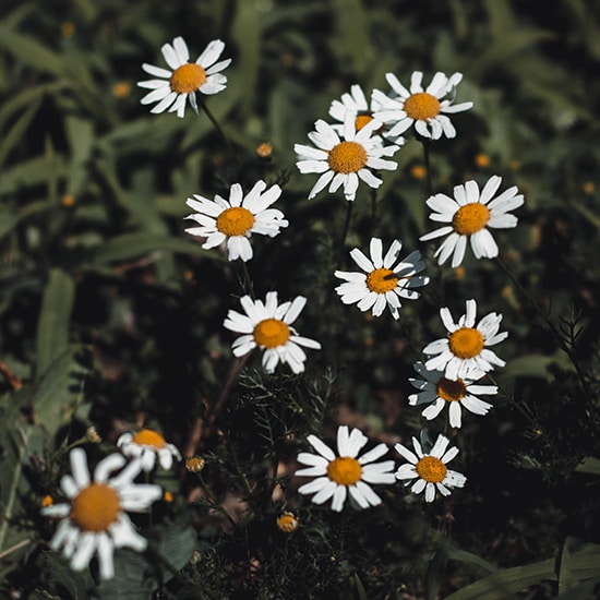 Go to Marjorie Pear's profile