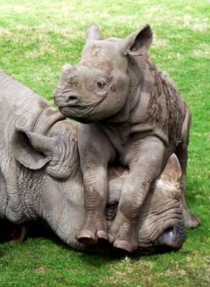 Go to Stoic Rhino's profile