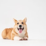 Avatar of user fatty corgi