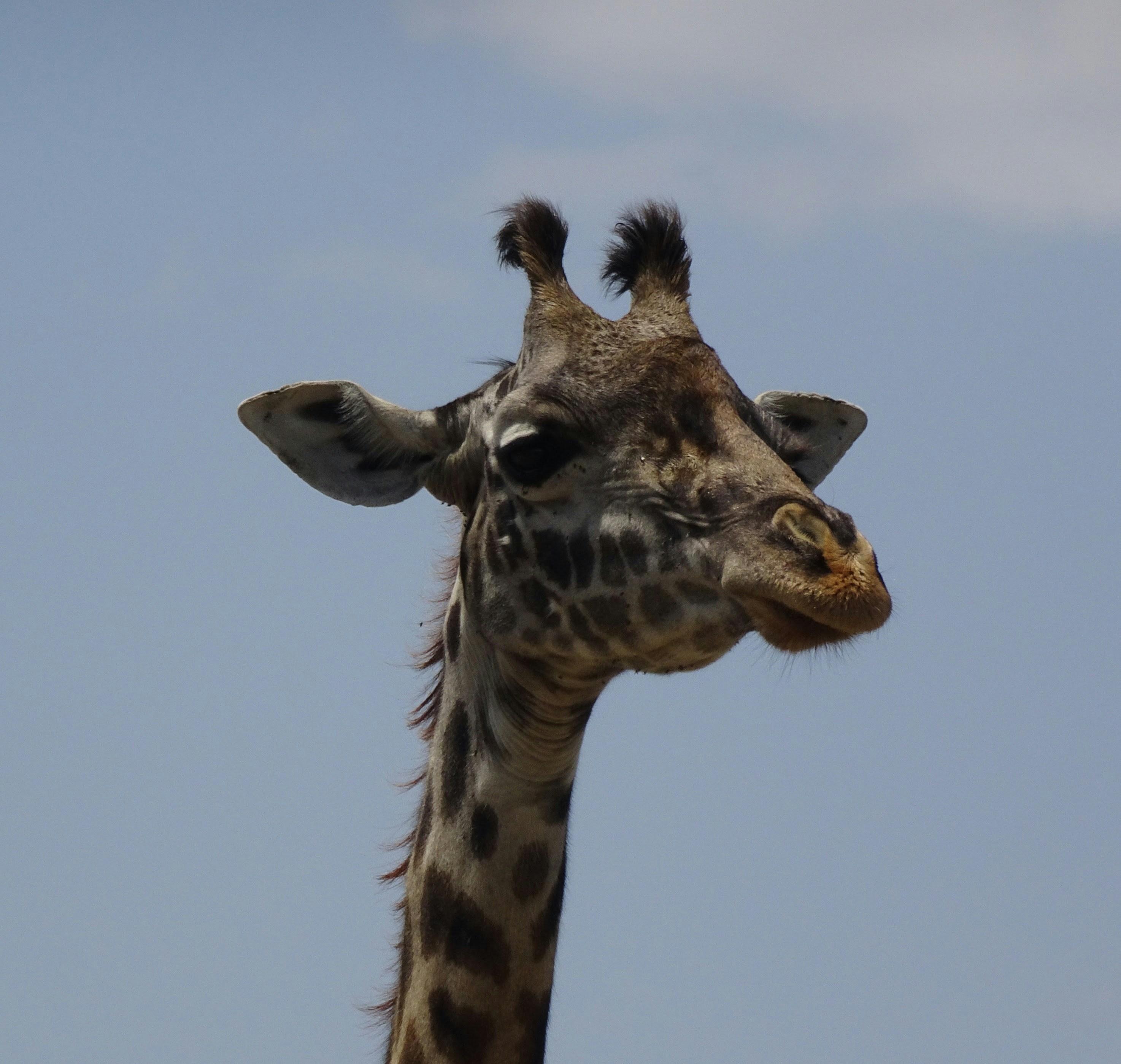 Buka profil Sarah ( animal photography )