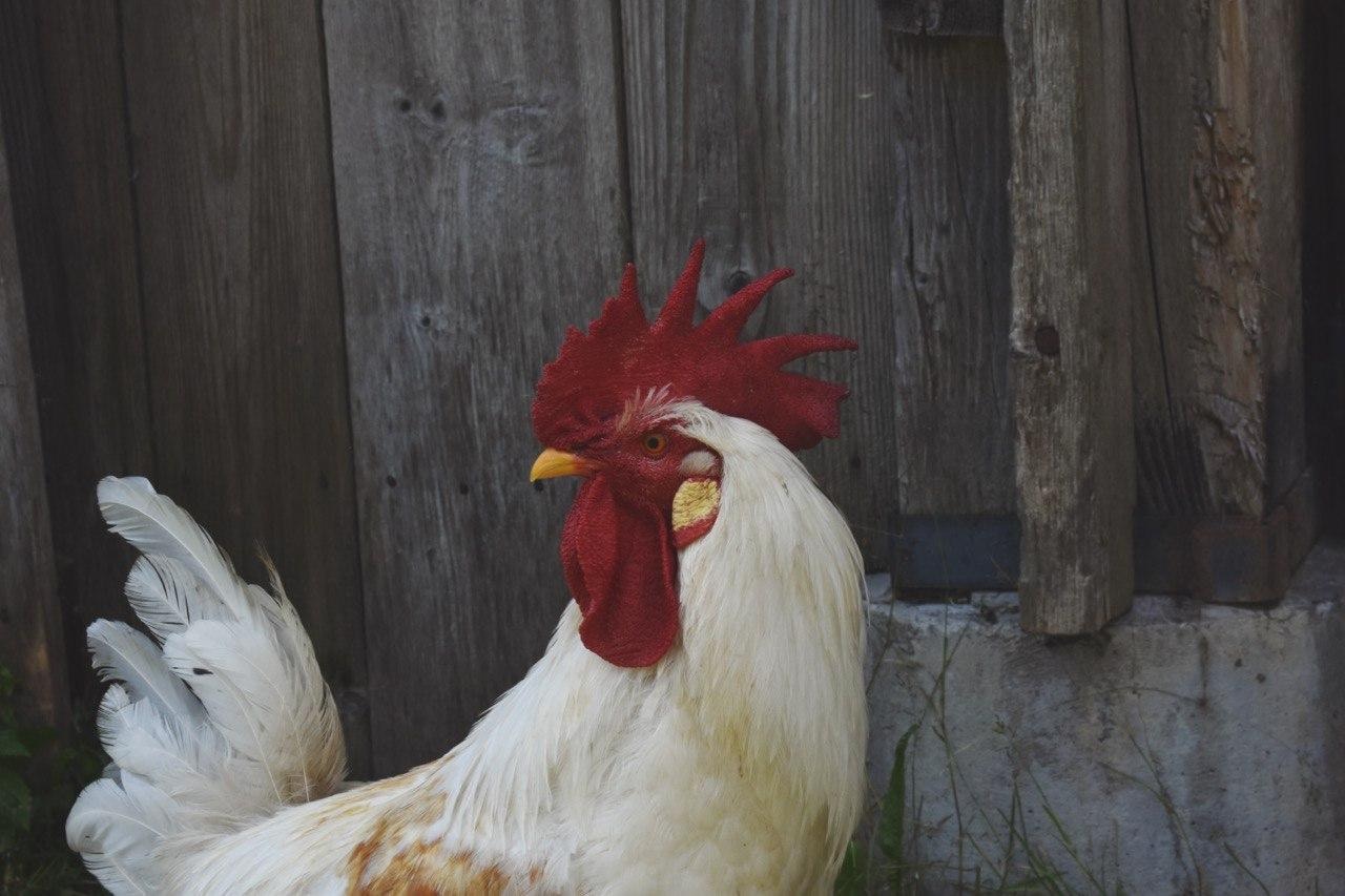 Accéder au profil de Eugenio Amato Nadaia