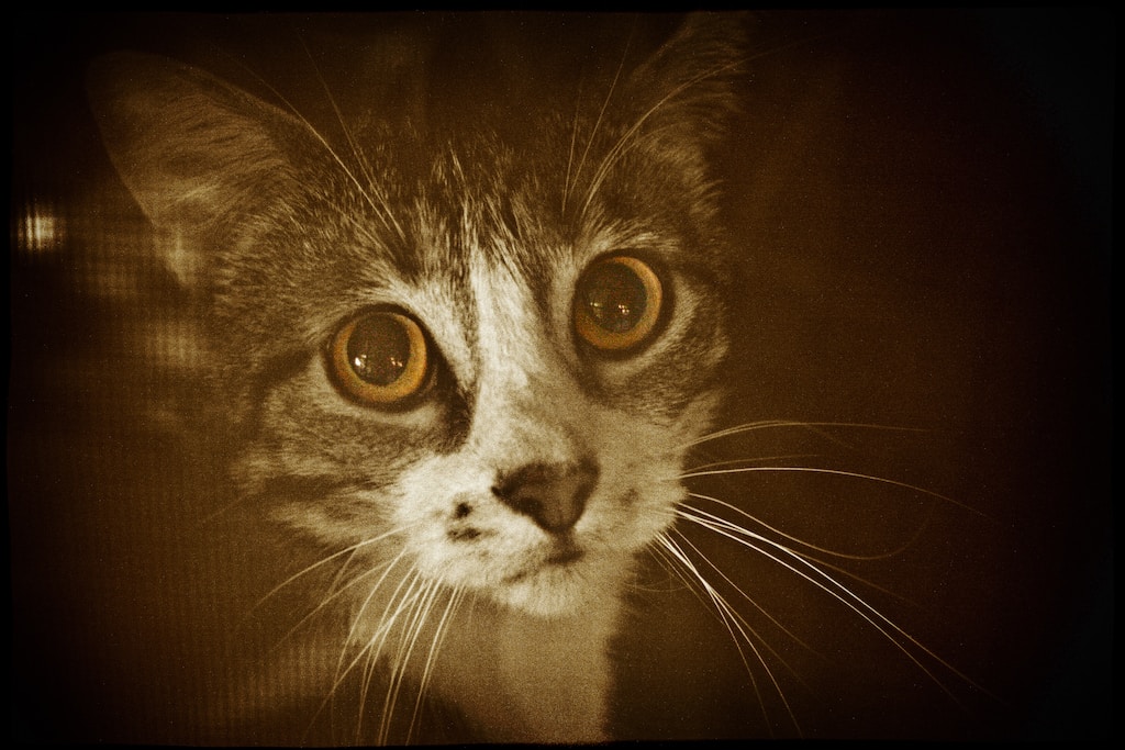 Go to Melody Ayres-Griffiths's profile