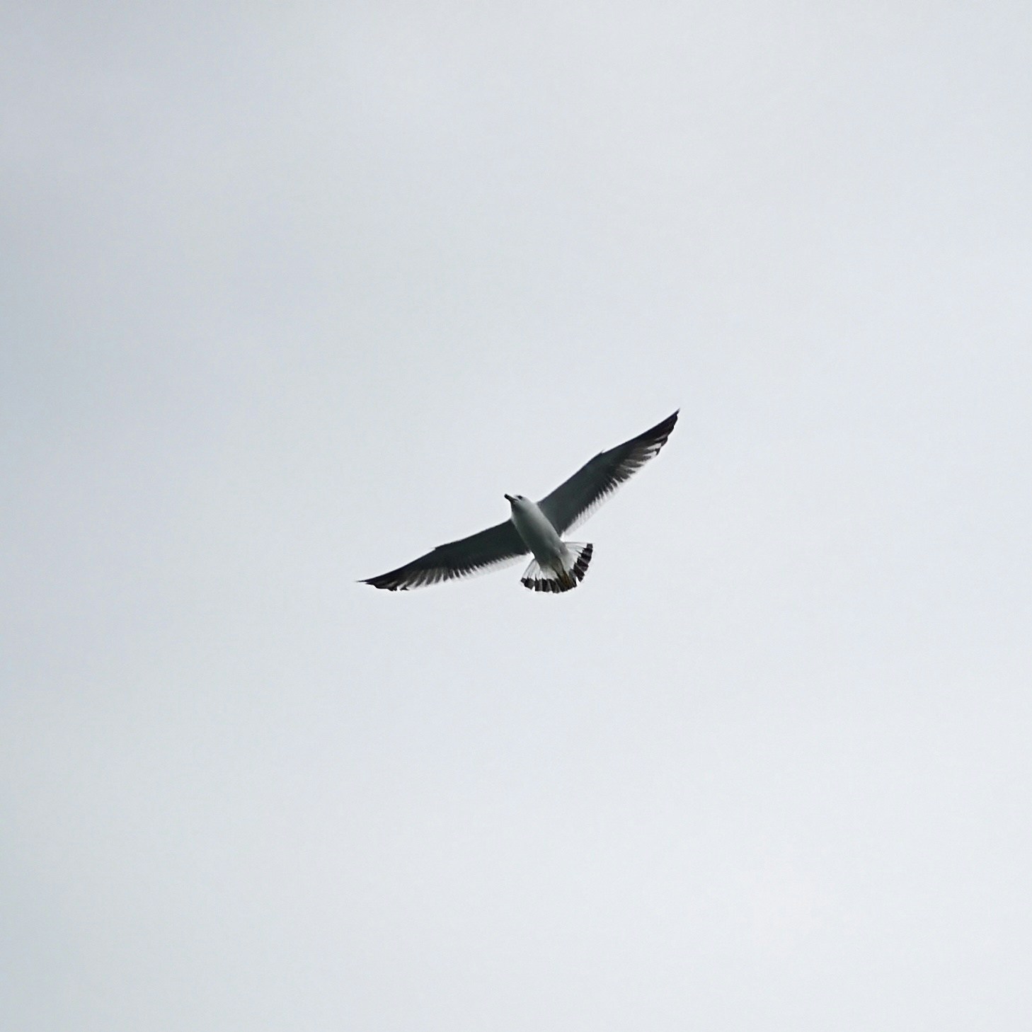 Avatar del usuario Sicheng Liu