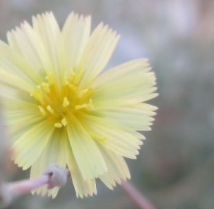 Go to Sir Loupy's profile