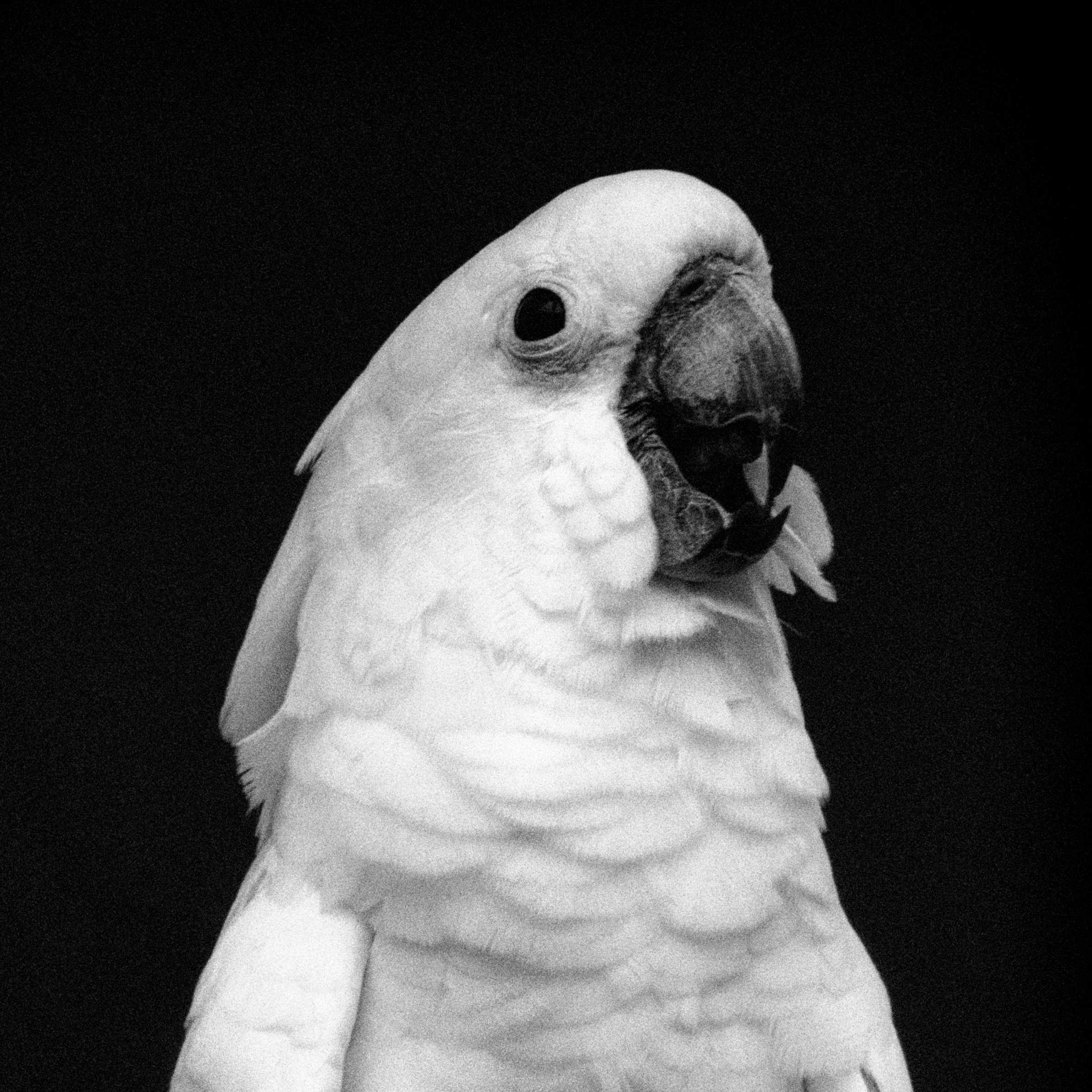 Go to Wesley Pribadi's profile