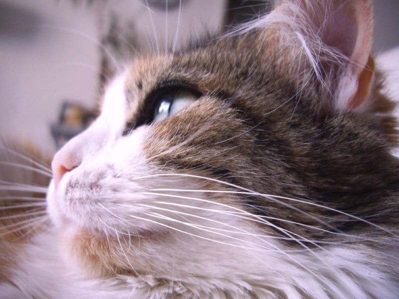 Go to Nella Gene's profile