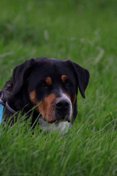 David Zieglgänsberger