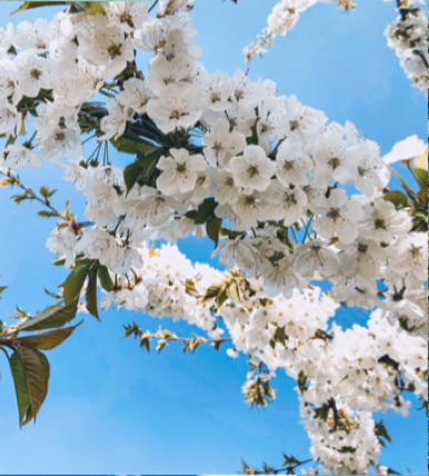 Go to Francesca Di Pasqua's profile