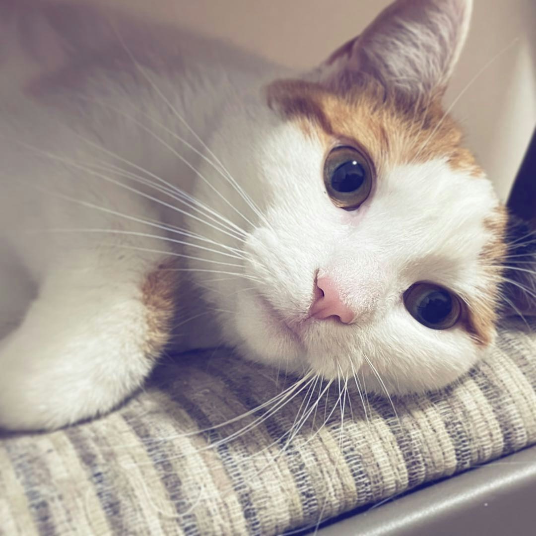 Zum Profil von Peter Zhang