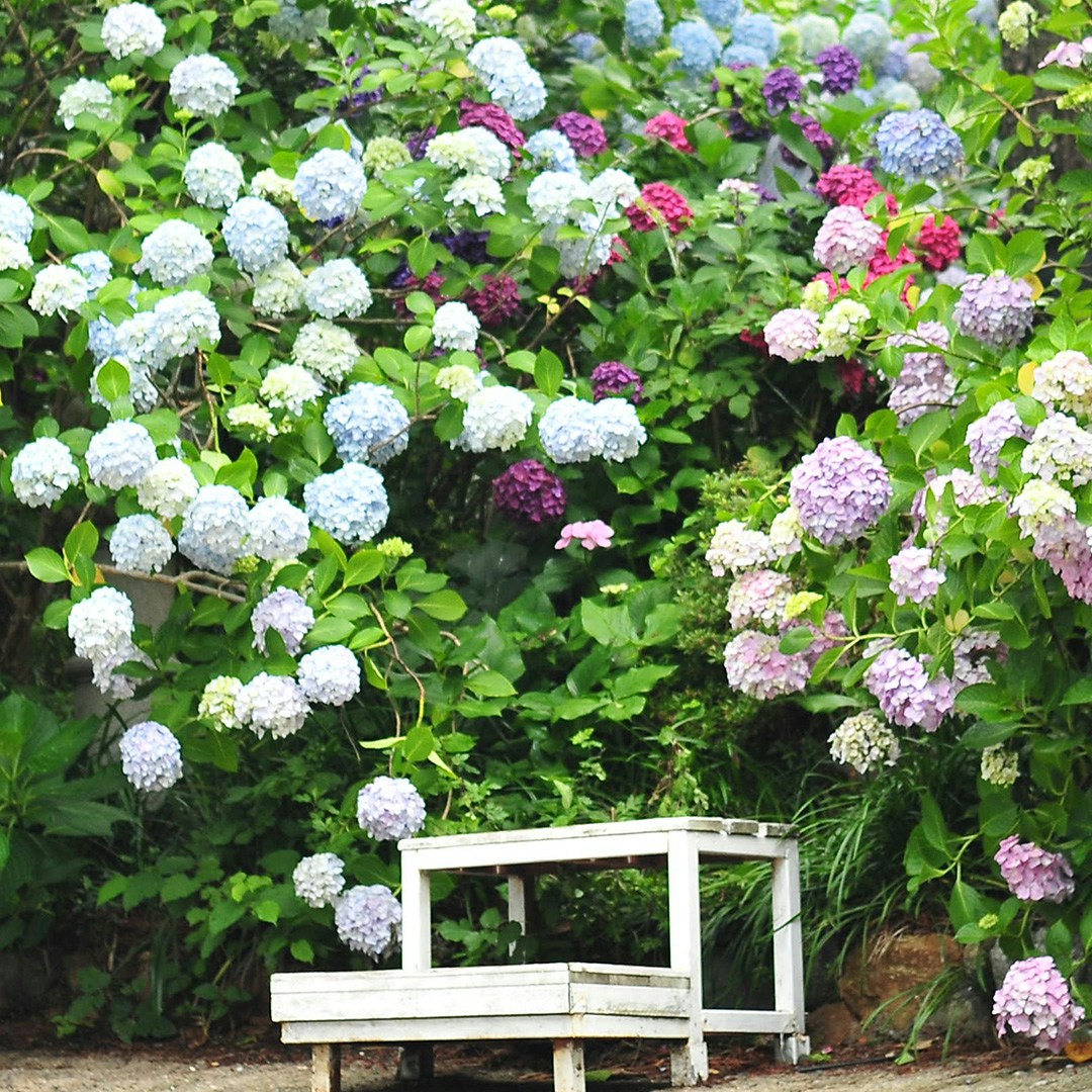 Ve al perfil de Na visky