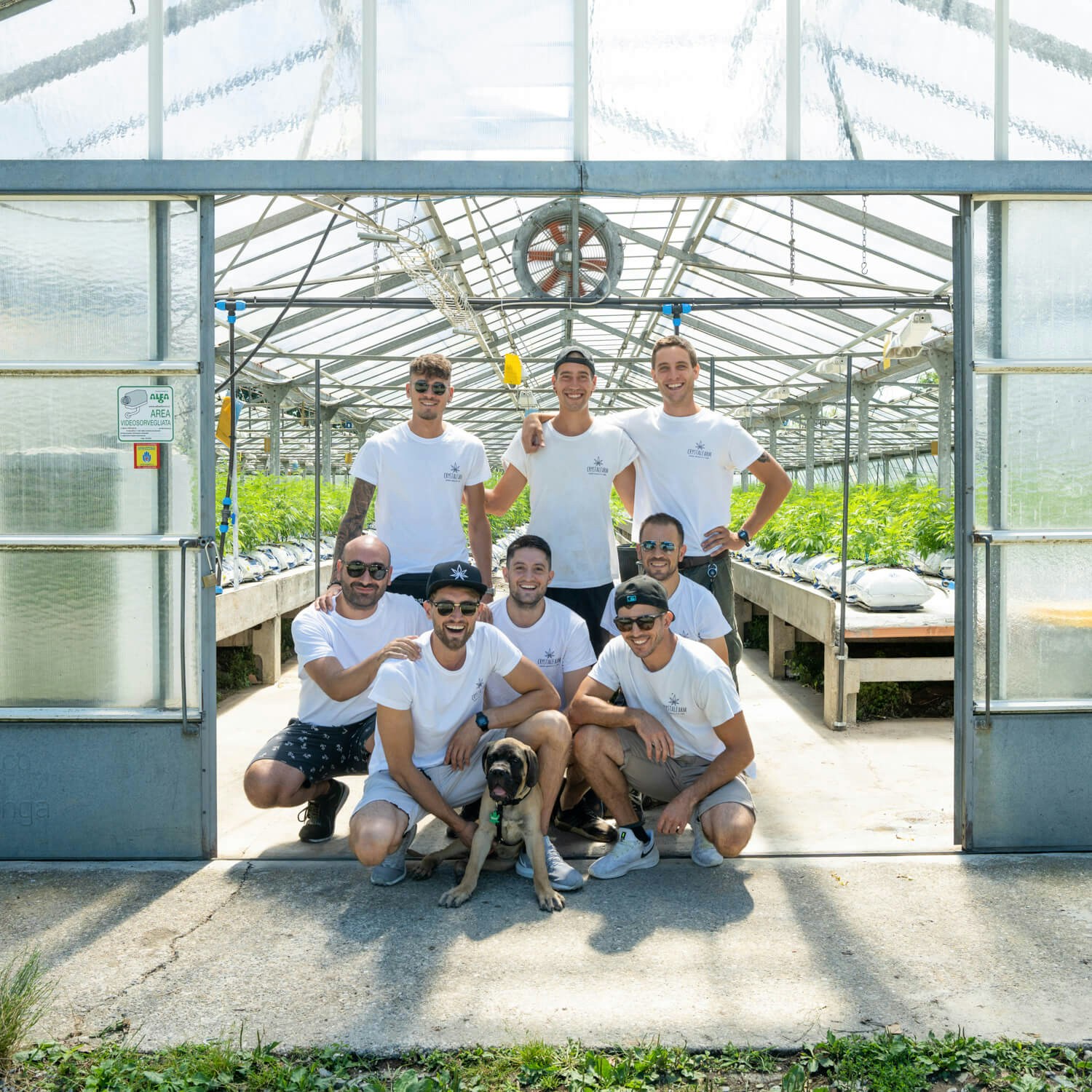 Go to CRYSTALWEED cannabis's profile