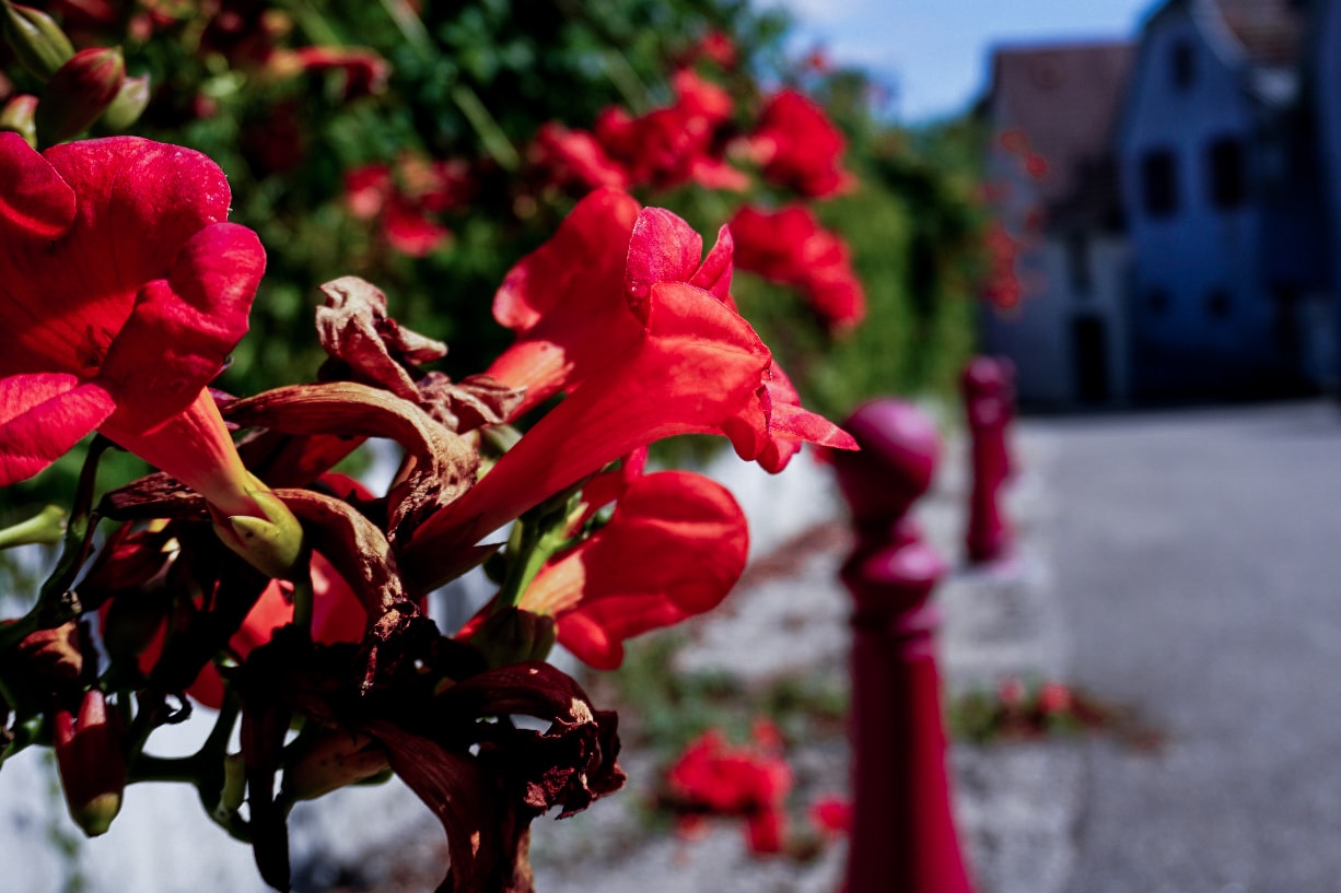 Go to Hafsa LR's profile