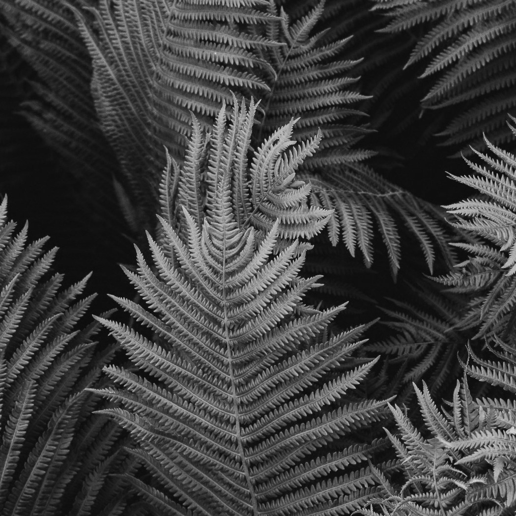 Go to Ｋｕｃｈｉｈｉｇｅ Ｓａｂｏｔｅｎ's profile