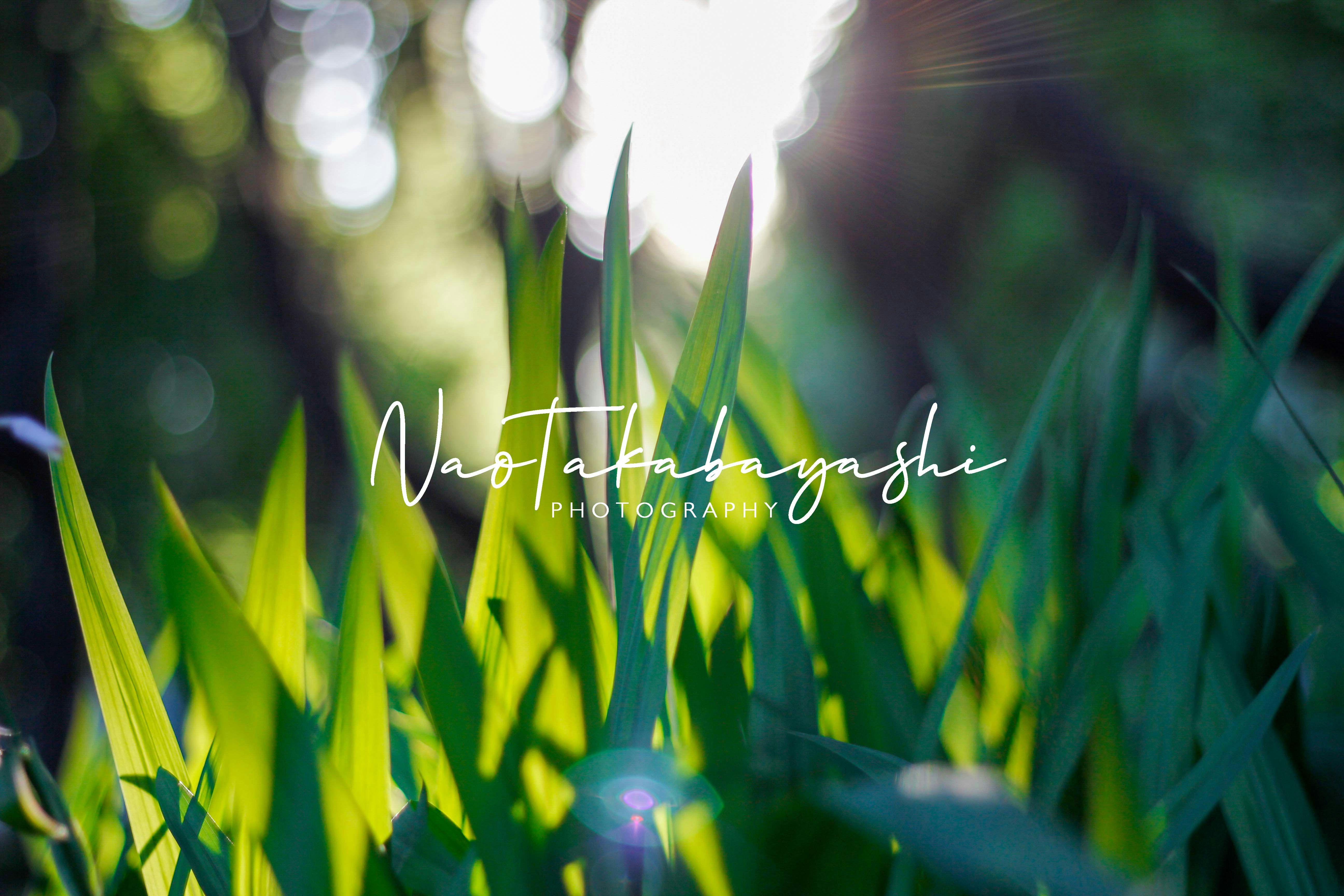 Zum Profil von Nao Takabayashi