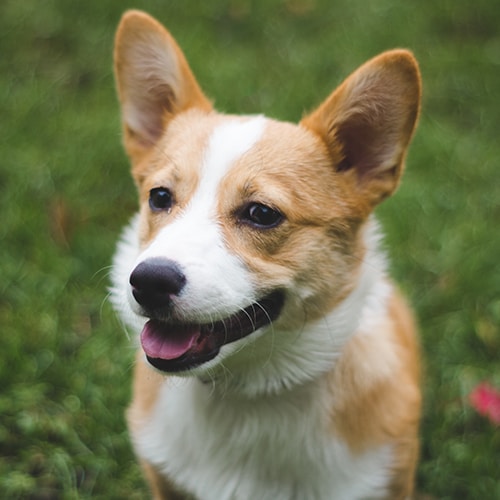 Zum Profil von Pringly