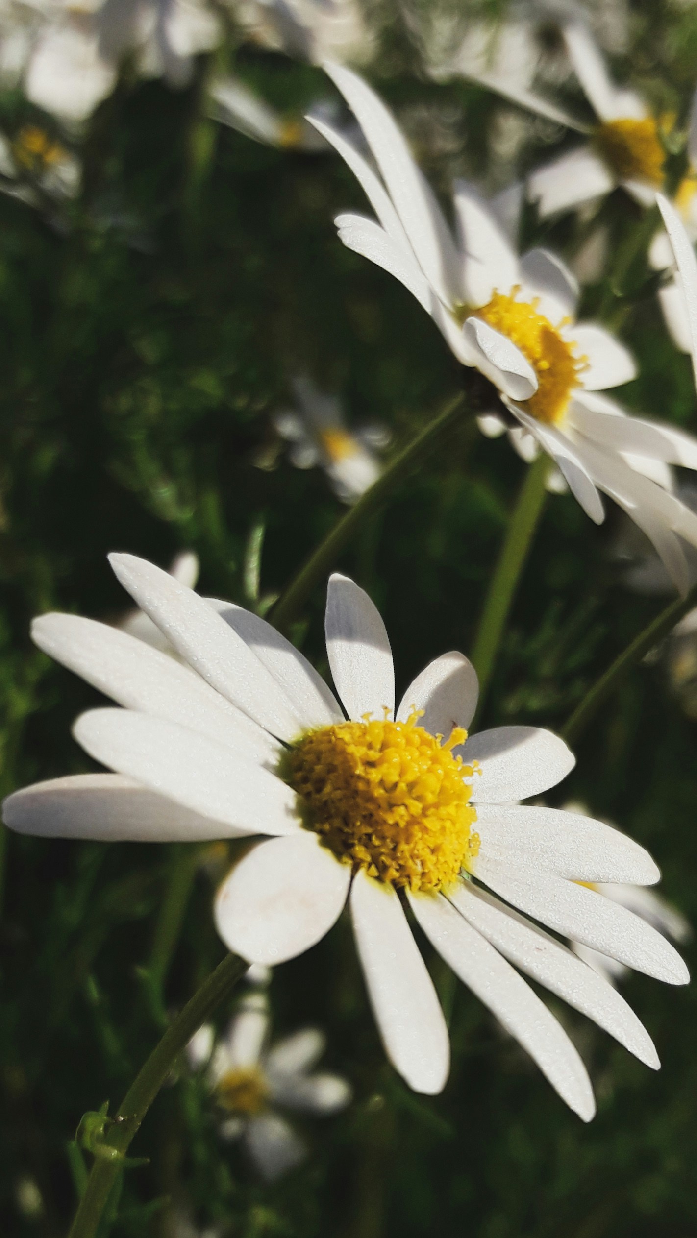 Go to chai chai's profile