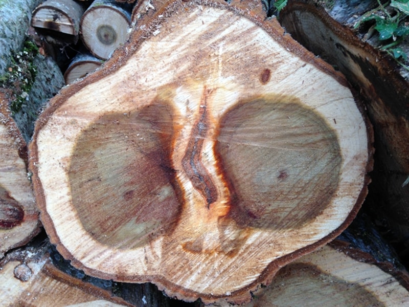 Go to Nicolas Brulois's profile