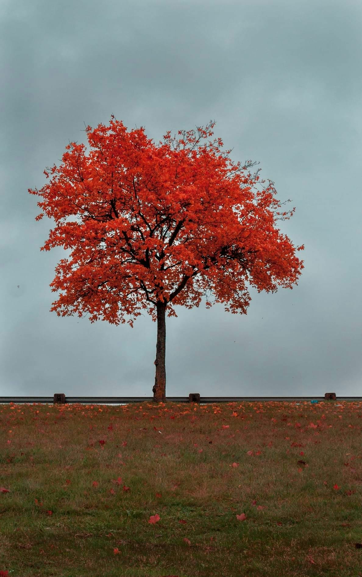 Go to Fotonio 2020's profile