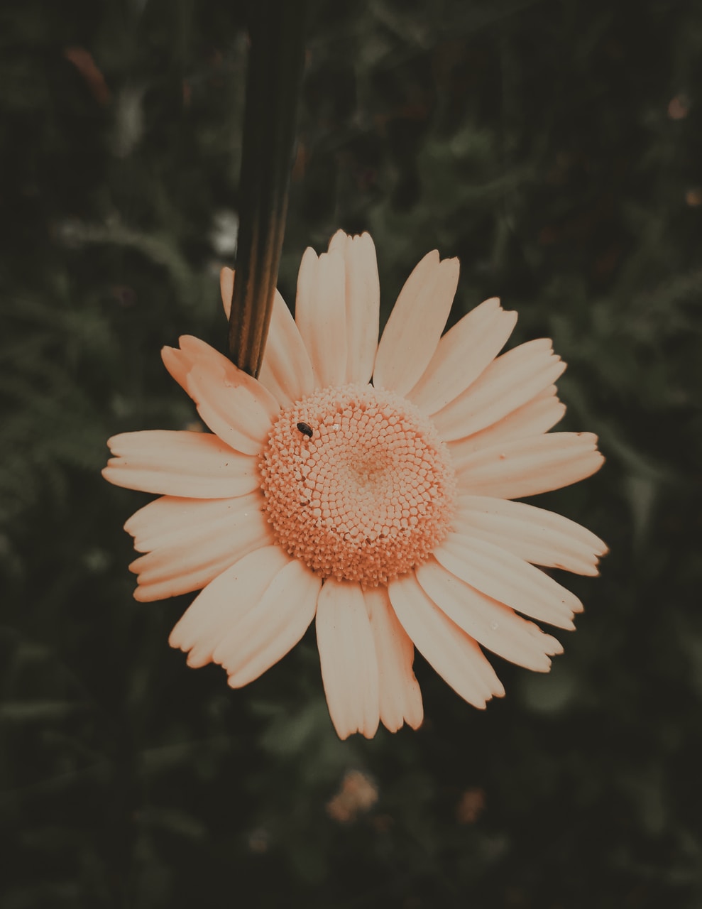 Go to Sofia Vila Flor's profile