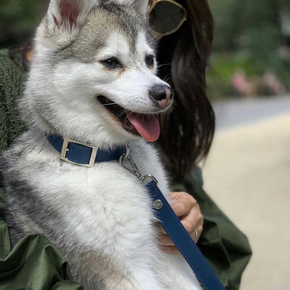 Go to Shaya Pets's profile