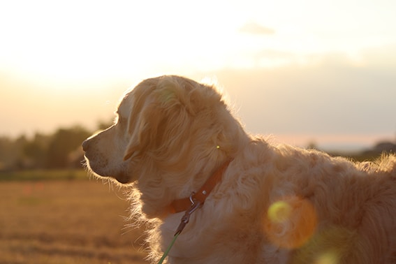 Zum Profil von Ruben Koch