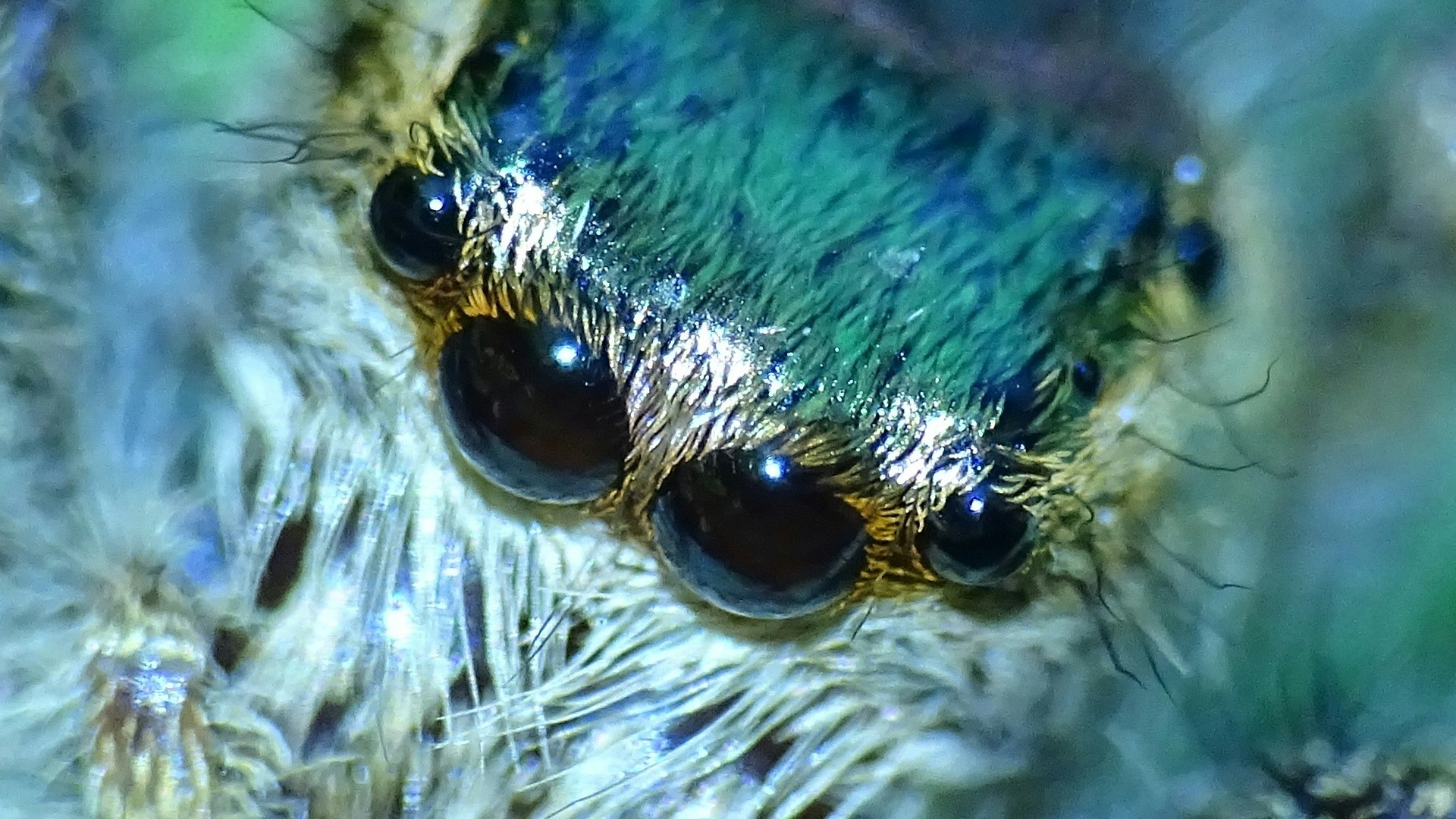 Avatar of user ALFREDO ELOISA