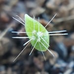 Avatar of user little plant