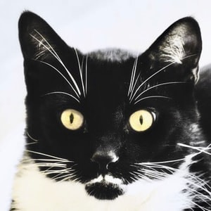 Go to A. Milne's profile