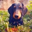 Avatar of user Eva The Dachshund