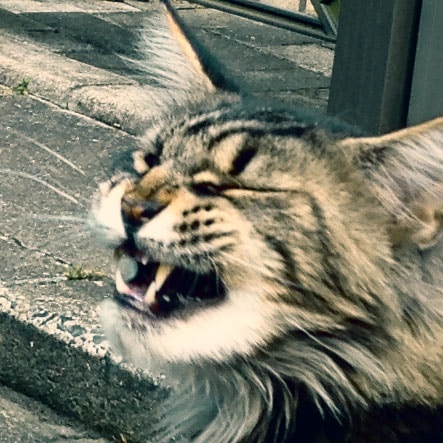 Go to Ku shami's profile