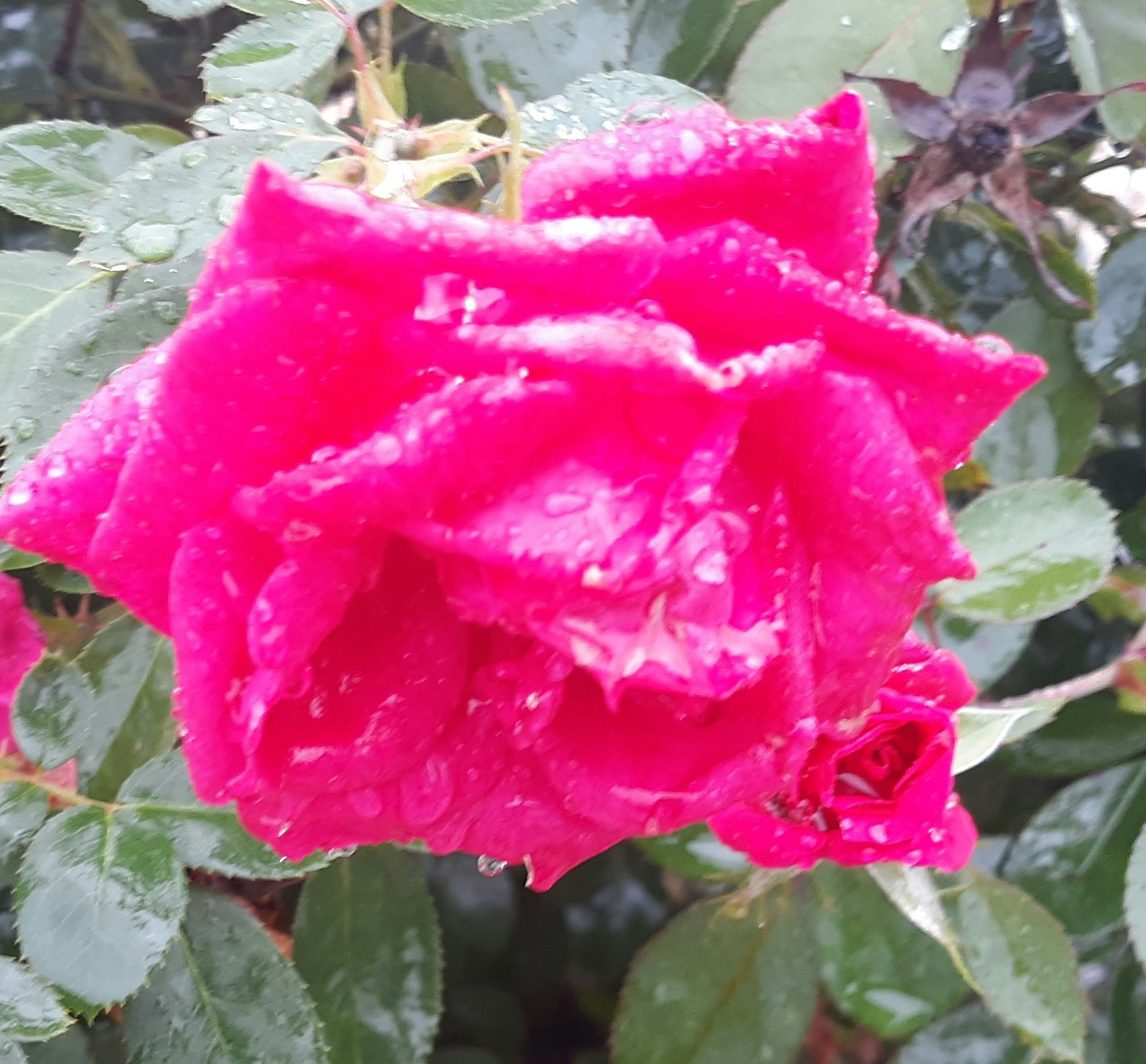 Avatar del usuario Lostin_Lalin