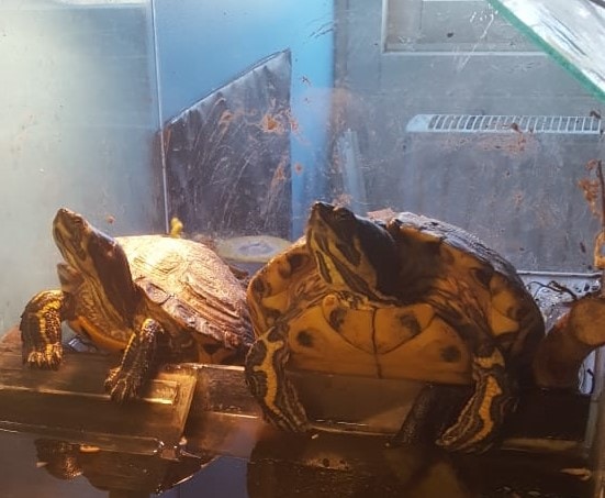 Avatar of user Schildpaddie