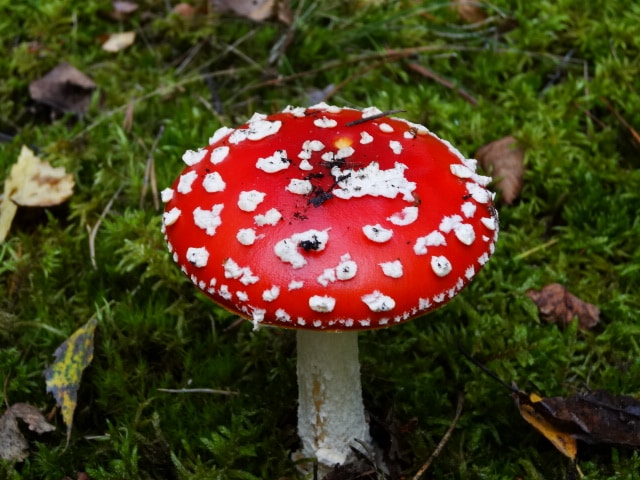 Avatar of user Firanka Mipinska