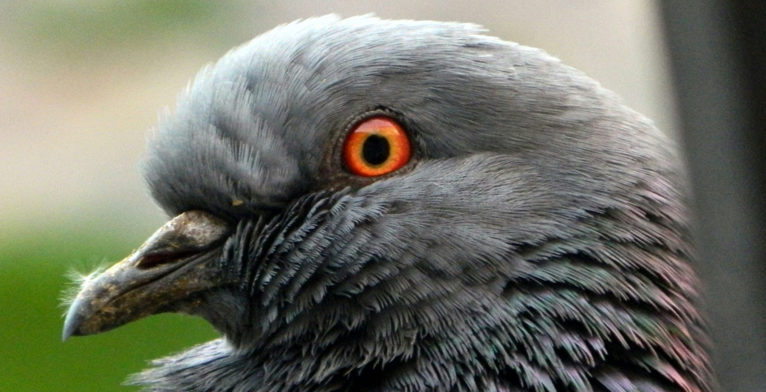 Ve al perfil de Dwiinshito